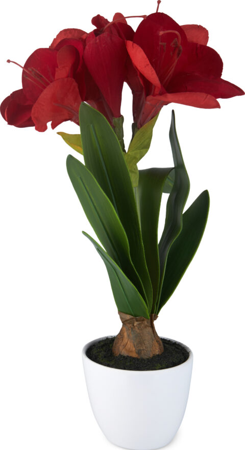 Amaryllis i potte 43 cm rød